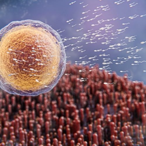 Blastocyst Culture